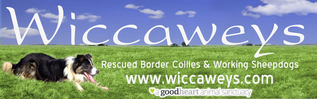 Wiccaweys Rescued Border Collies & Working Sheepdogs
